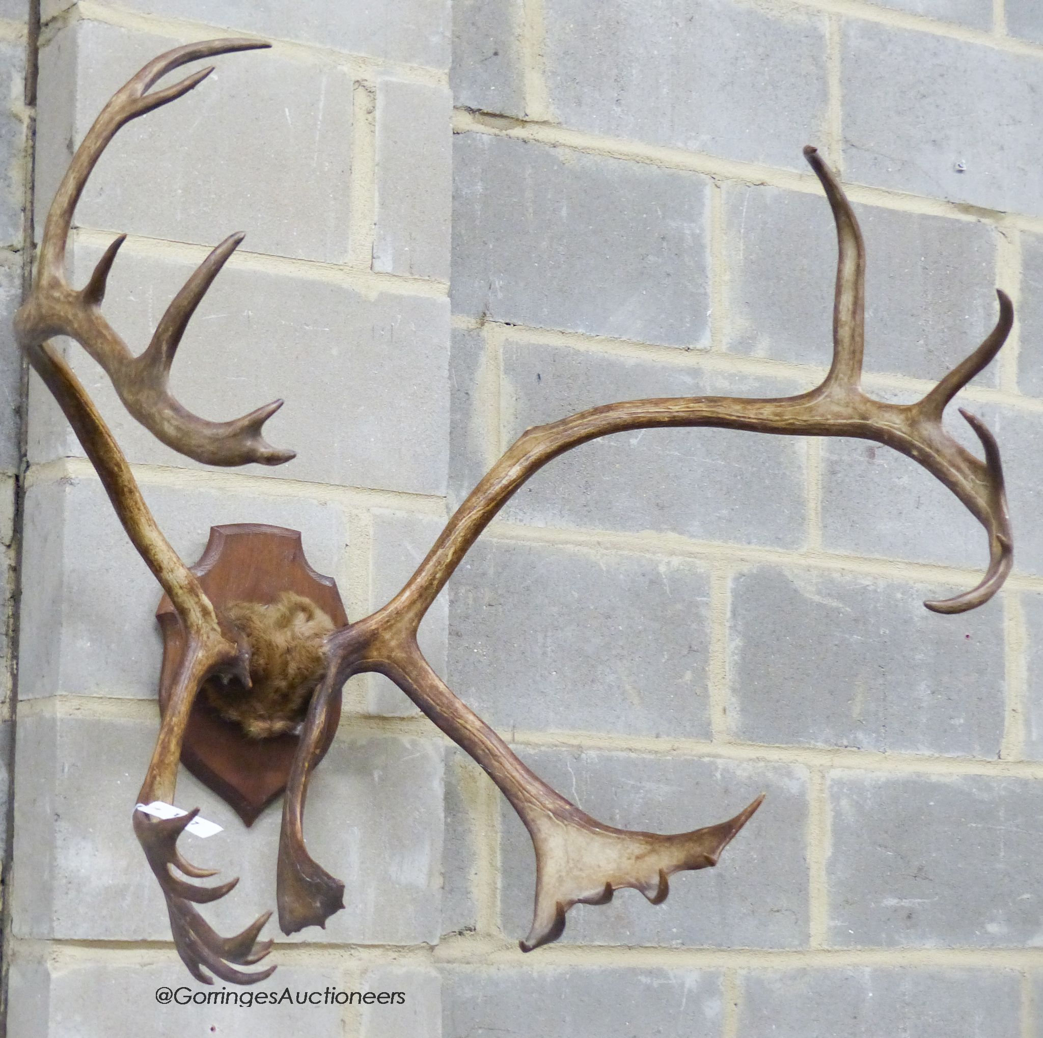 A pair of caribou horns on oak shield plaque, width 87cm, height 77cm